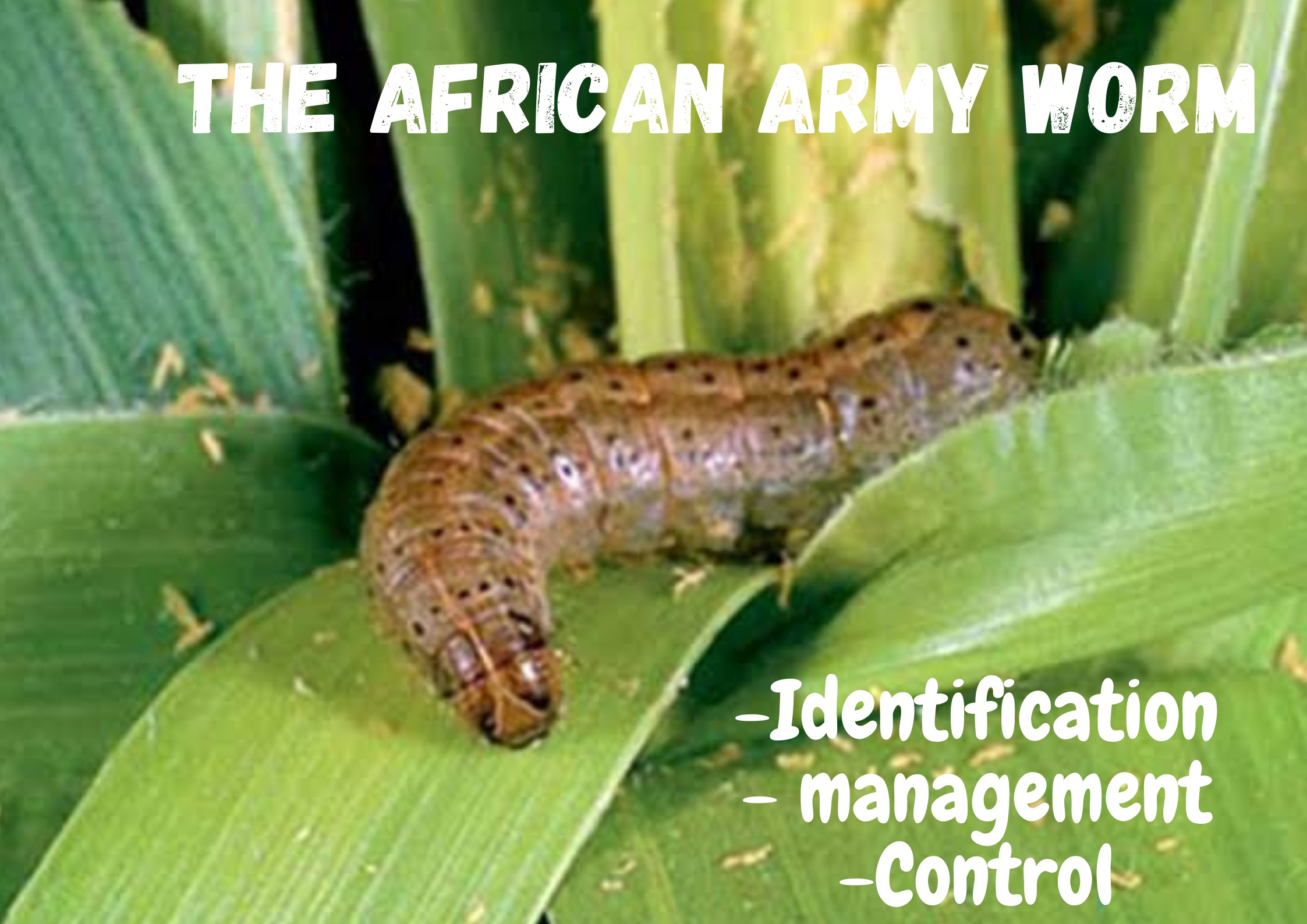 WHAT YOU NEED TO KNOW ABOUT THE RECENT AFRICAN ARMY WORM (ARMY WORM) OUTBREAK IN UGANDA!