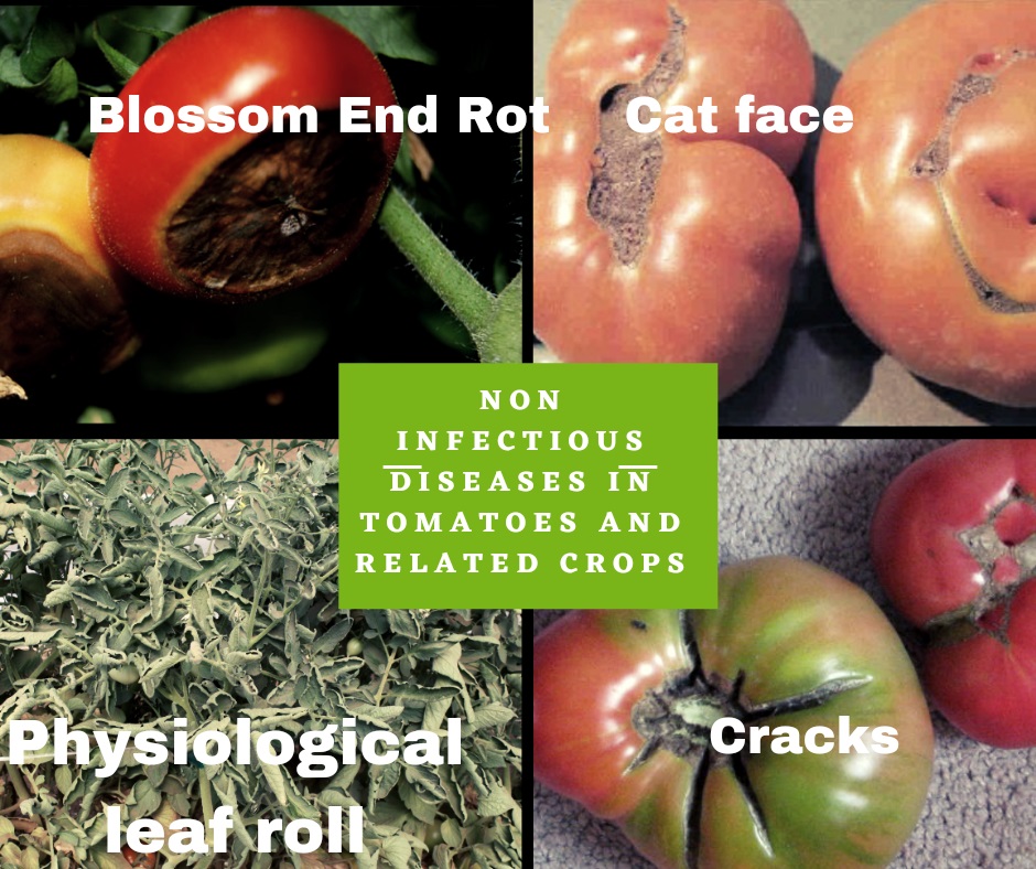 PESTS AND DISEASES IN TOMATOES AND RELATED CROPS